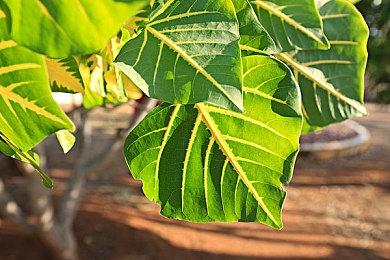 《幻兽帕鲁》宣布联动《泰拉瑞亚》 即将上线