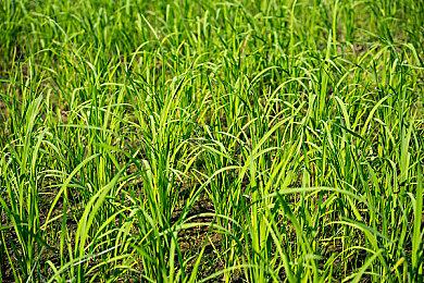 《荣耀战魂》第6年第3季“恶魔匕首”发布先导预告